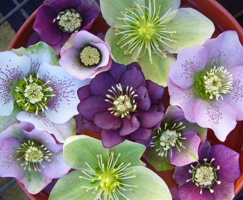 Čemeřice - Helleborus