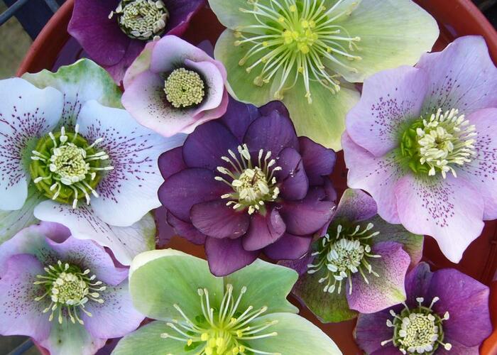 Čemeřice - Helleborus