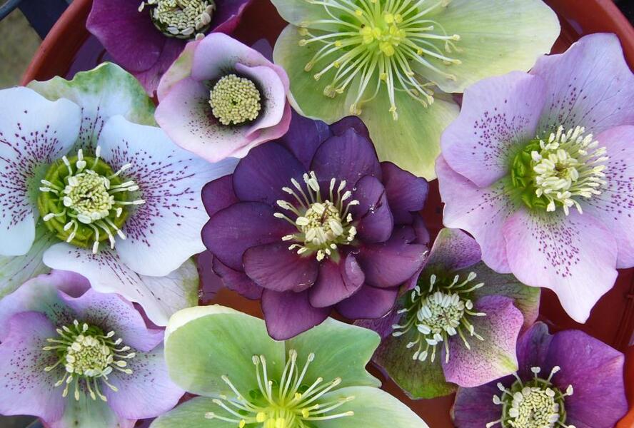 Čemeřice - Helleborus