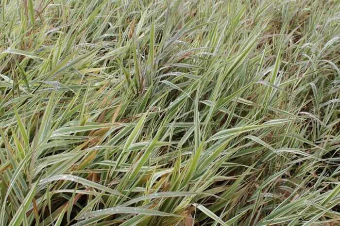 Chrastice rákosovitá 'Picta' - Phalaris arundinacea 'Picta'