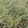 Chrastice rákosovitá 'Picta' - Phalaris arundinacea 'Picta'