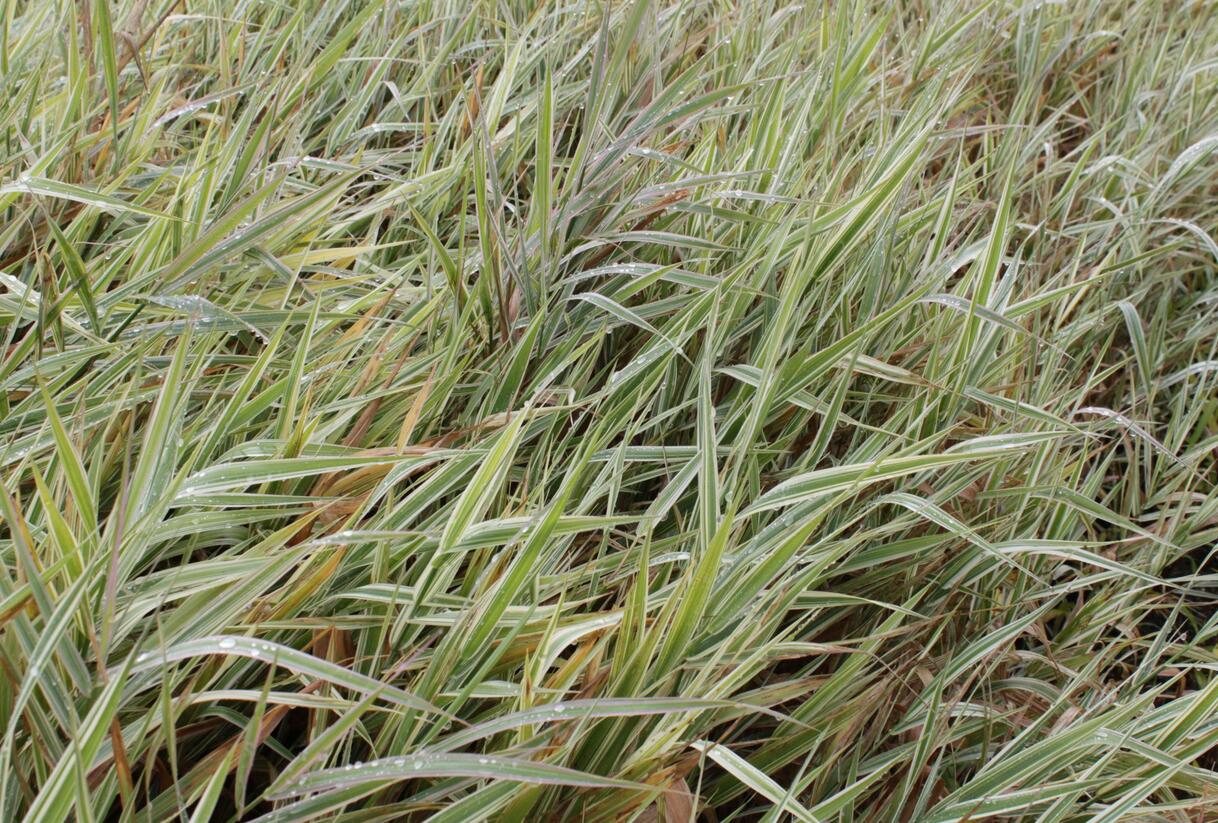 Chrastice rákosovitá 'Picta' - Phalaris arundinacea 'Picta'