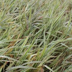 Chrastice rákosovitá 'Picta' - Phalaris arundinacea 'Picta'
