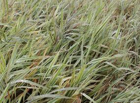 Chrastice rákosovitá 'Picta' - Phalaris arundinacea 'Picta'