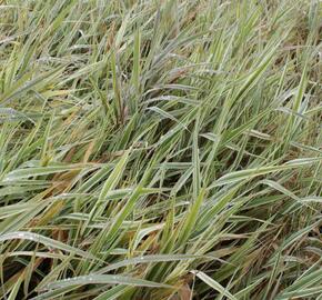 Chrastice rákosovitá 'Picta' - Phalaris arundinacea 'Picta'