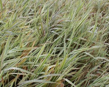 Chrastice rákosovitá 'Picta'