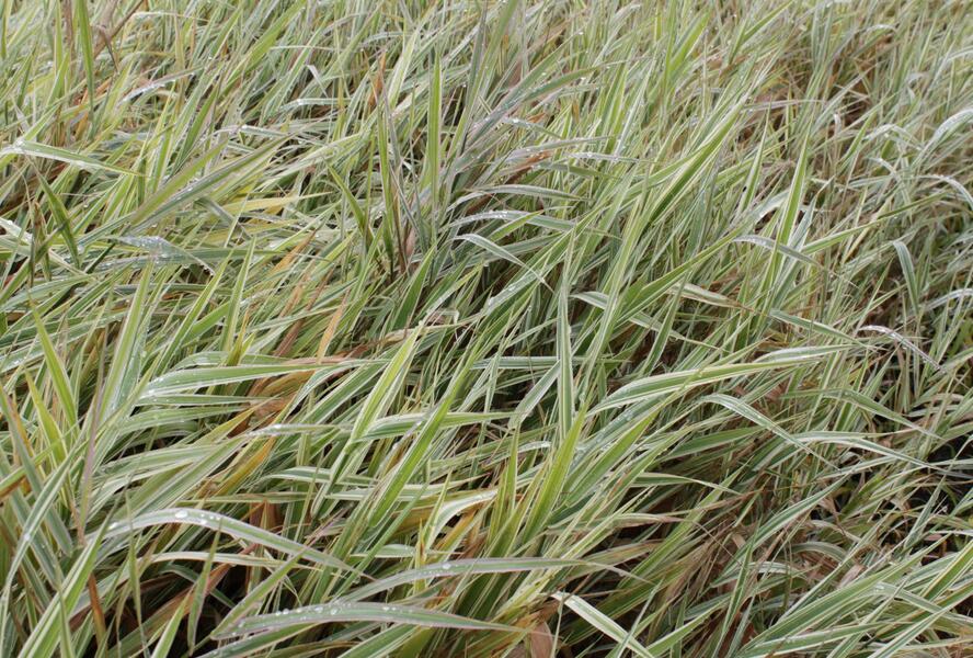 Chrastice rákosovitá 'Picta' - Phalaris arundinacea 'Picta'
