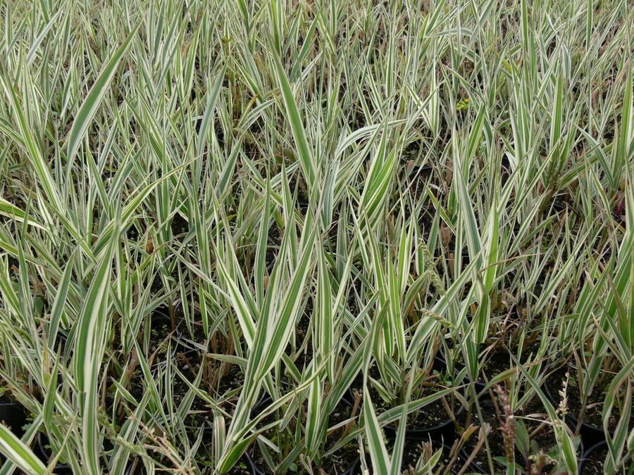 Chrastice rákosovitá 'Picta' - Phalaris arundinacea 'Picta'