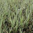 Chrastice rákosovitá 'Picta' - Phalaris arundinacea 'Picta'