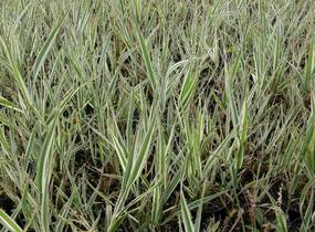 Chrastice rákosovitá 'Picta' - Phalaris arundinacea 'Picta'