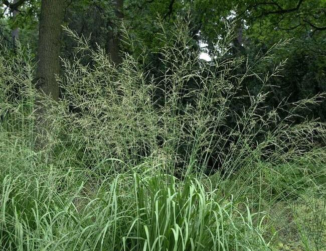 Bezkolenec rákosovitý 'Windspiel' - Molinia arundinacea 'Windspiel'
