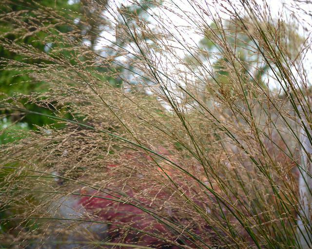 Bezkolenec rákosovitý 'Windspiel' - Molinia arundinacea 'Windspiel'