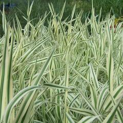 Medyněk měkký 'Jackdaws Cream' - Holcus mollis 'Jackdaws Cream'