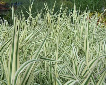 Medyněk měkký 'Jackdaws Cream'