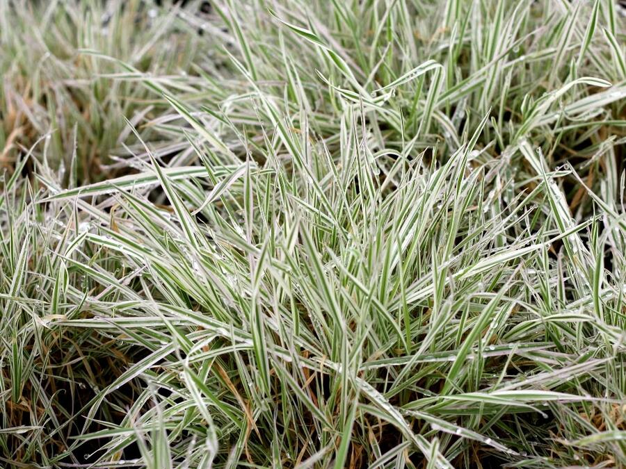 Medyněk měkký 'Jackdaws Cream' - Holcus mollis 'Jackdaws Cream'