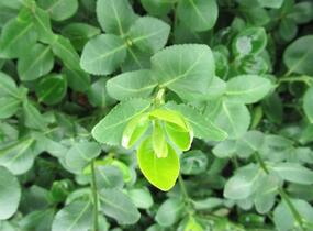 Brslen japonský 'Microphyllus' - Euonymus japonicus 'Microphyllus'