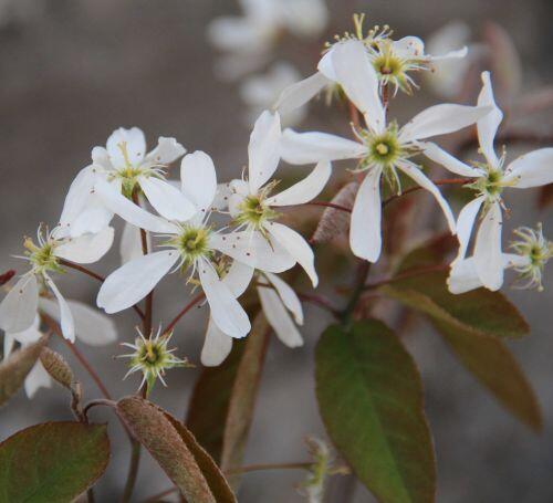 Muchovník 'La Paloma' - Amelanchier 'La Paloma'