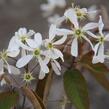 Muchovník 'La Paloma' - Amelanchier 'La Paloma'