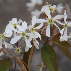 Muchovník 'La Paloma' - Amelanchier 'La Paloma'