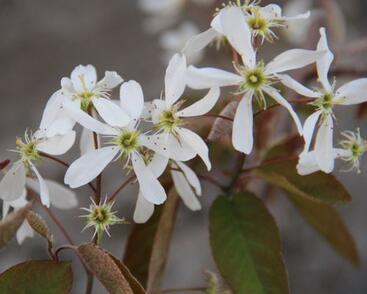 Muchovník 'La Paloma'