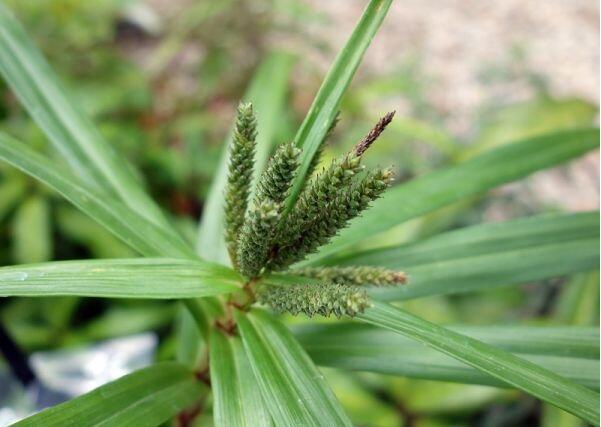 Ostřice phyllocephala - Carex phyllocephala