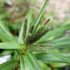 Ostřice phyllocephala - Carex phyllocephala