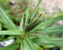 Ostřice phyllocephala