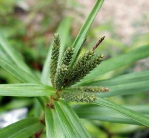 Ostřice phyllocephala - Carex phyllocephala