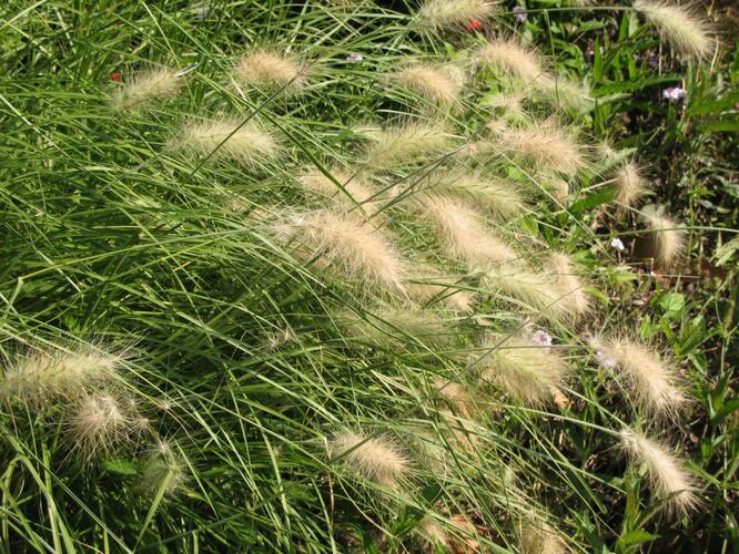 Dochan huňatý 'Nemira' - Pennisetum villosum 'Nemira'