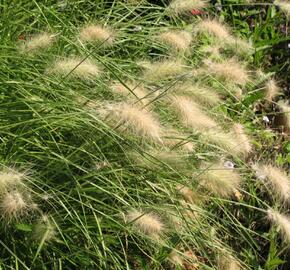 Dochan huňatý 'Nemira' - Pennisetum villosum 'Nemira'