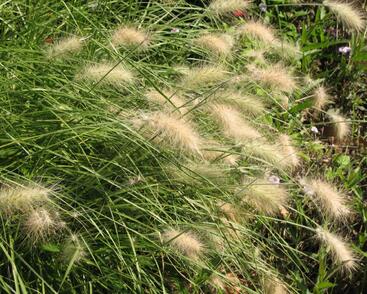 Dochan huňatý 'Nemira'