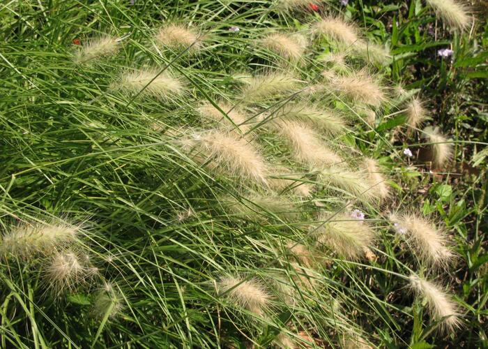 Dochan huňatý 'Nemira' - Pennisetum villosum 'Nemira'