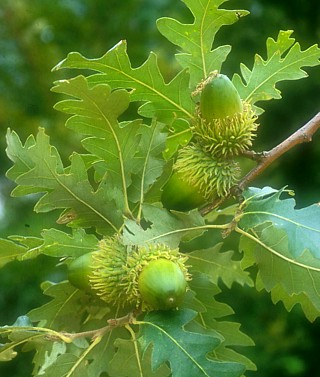 Dub cer - Quercus cerris