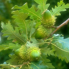 Dub cer - Quercus cerris