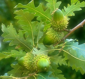 Dub cer - Quercus cerris