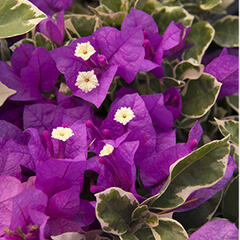 Bugenvilea lysá 'Variegata' - Bougainvillea glabra 'Variegata'