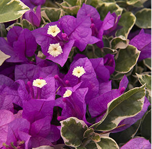 Bugenvilea lysá 'Variegata'
