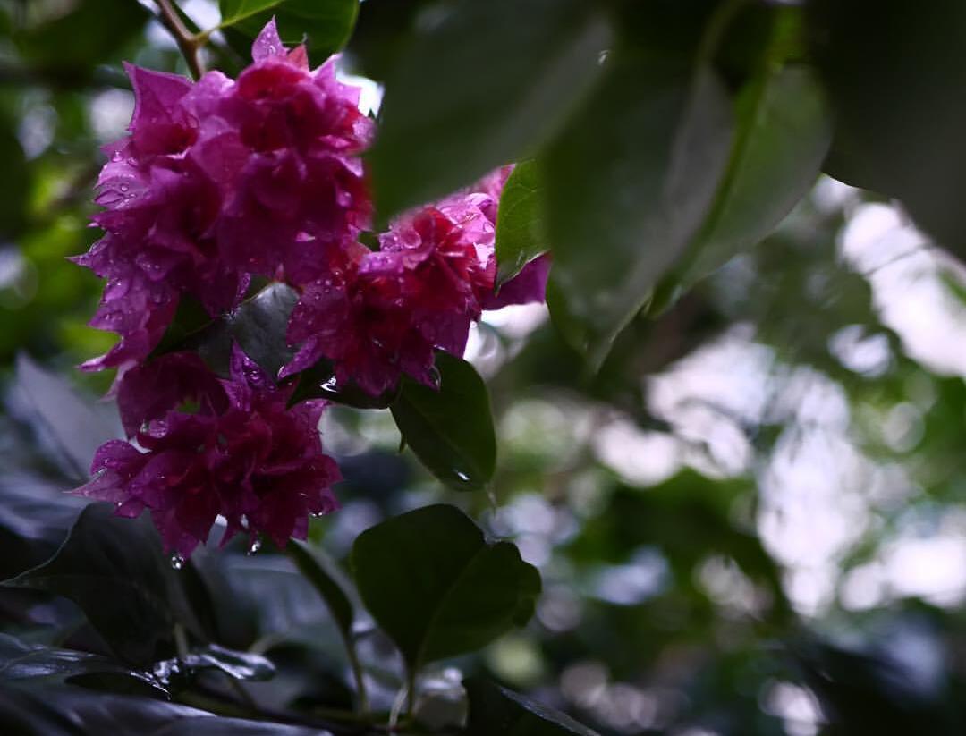Bugenvilea lysá 'Flore pleno' - Bougainvillea glabra 'Flore pleno'