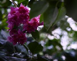 Bugenvilea lysá 'Flore pleno'