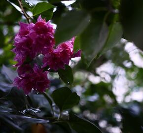 Bugenvilea lysá 'Flore pleno' - Bougainvillea glabra 'Flore pleno'