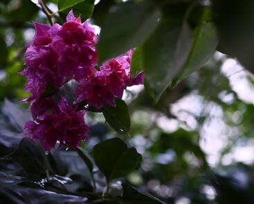 Bugenvilea lysá 'Flore pleno'