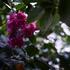 bugenvilea-lysa-flore-pleno.jpg