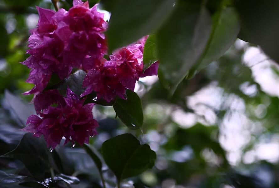 Bugenvilea lysá 'Flore pleno' - Bougainvillea glabra 'Flore pleno'
