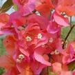 Bugenvilea 'Orange' - Bougainvillea buttiana 'Orange'