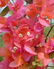 Bugenvilea 'Orange' - Bougainvillea buttiana 'Orange'