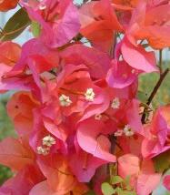 Bugenvilea 'Orange'