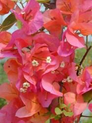 Bugenvilea 'Orange' - Bougainvillea buttiana 'Orange'