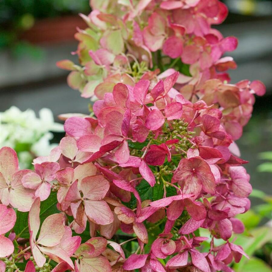 Hortenzie latnatá 'Mega Mindy' - Hydrangea paniculata 'Mega Mindy'