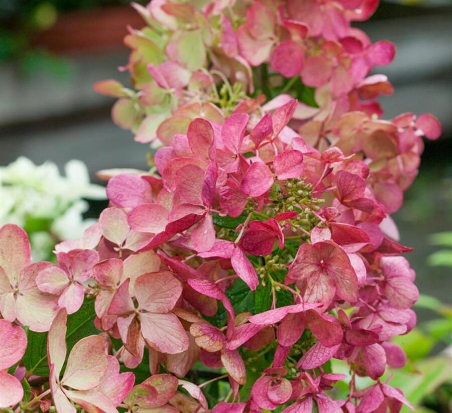 Hortenzie latnatá 'Mega Mindy' - Hydrangea paniculata 'Mega Mindy'