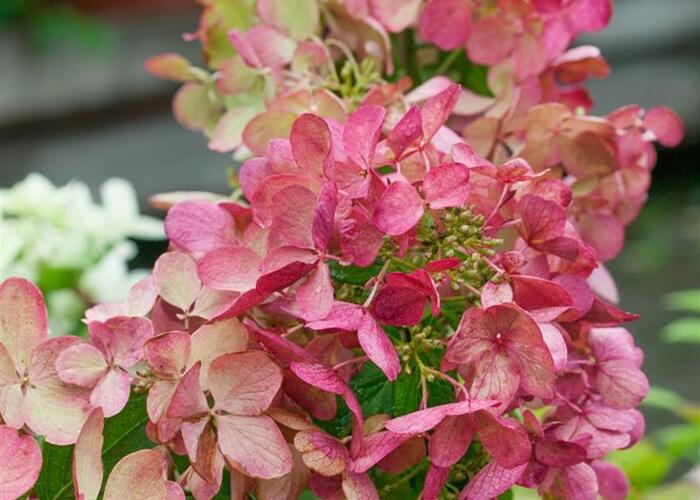 Hortenzie latnatá 'Mega Mindy' - Hydrangea paniculata 'Mega Mindy'